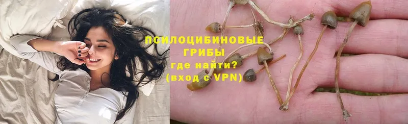 Псилоцибиновые грибы Psilocybe  где купить наркоту  мега зеркало  Давлеканово 